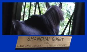 Shanghai Bobby