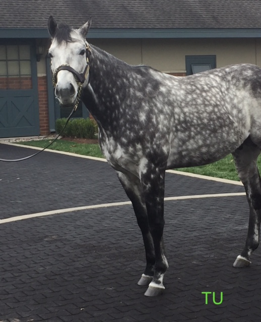 Frosted standing at Darley's Jonabell Farm