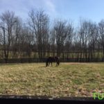 Saxony Farm