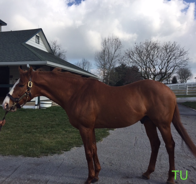 Shackleford at Darby Dan