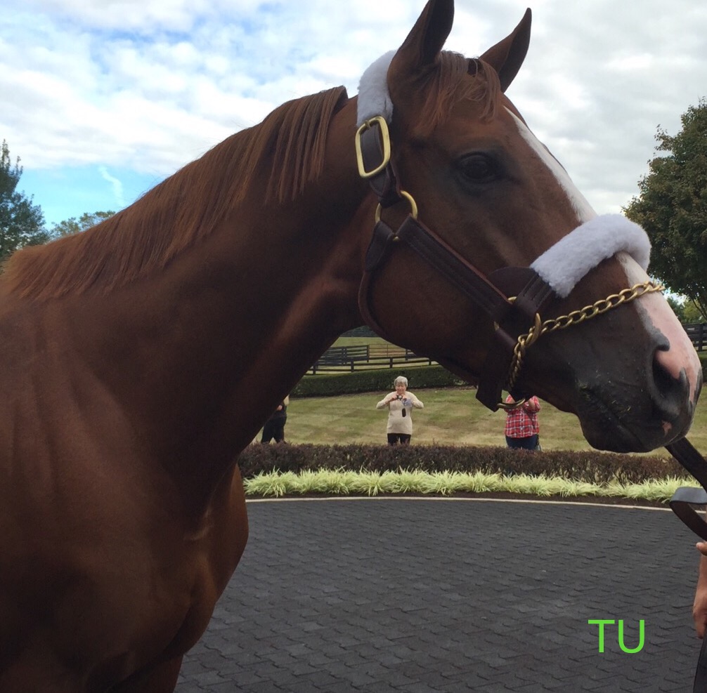 California Chrome, winner of the 2016 Dubai World Cup