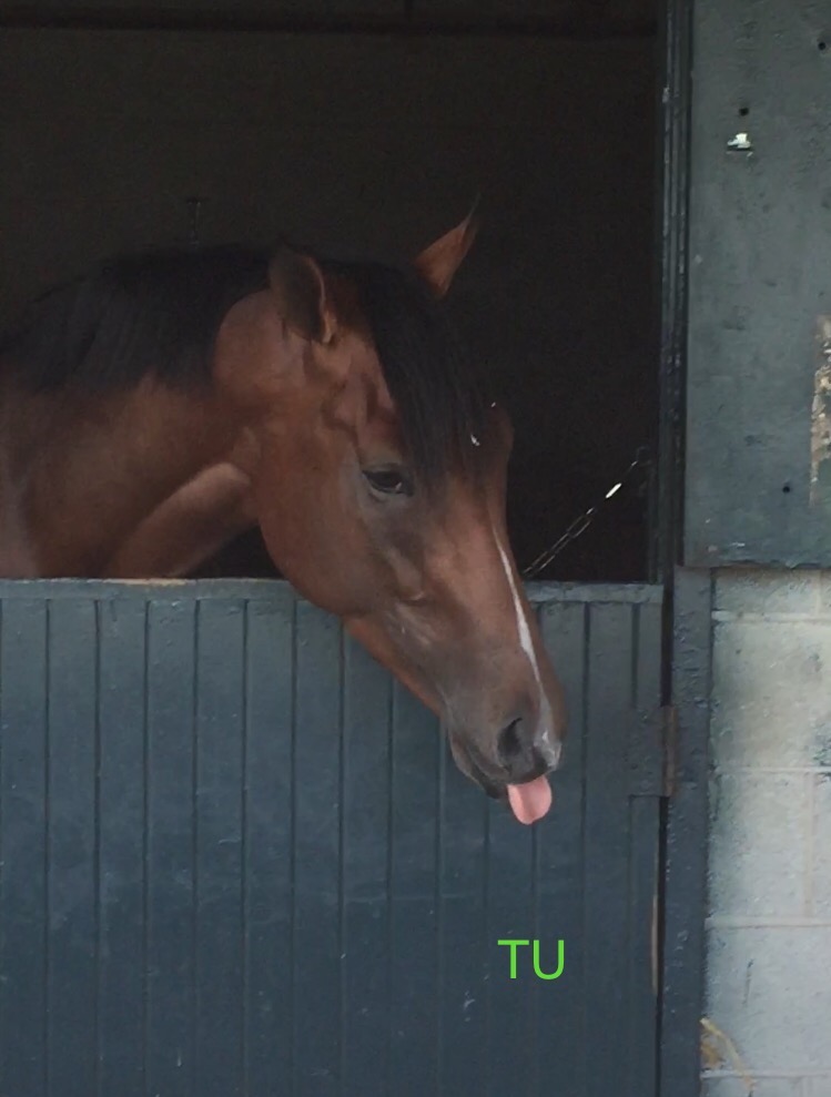 Irap at Keeneland