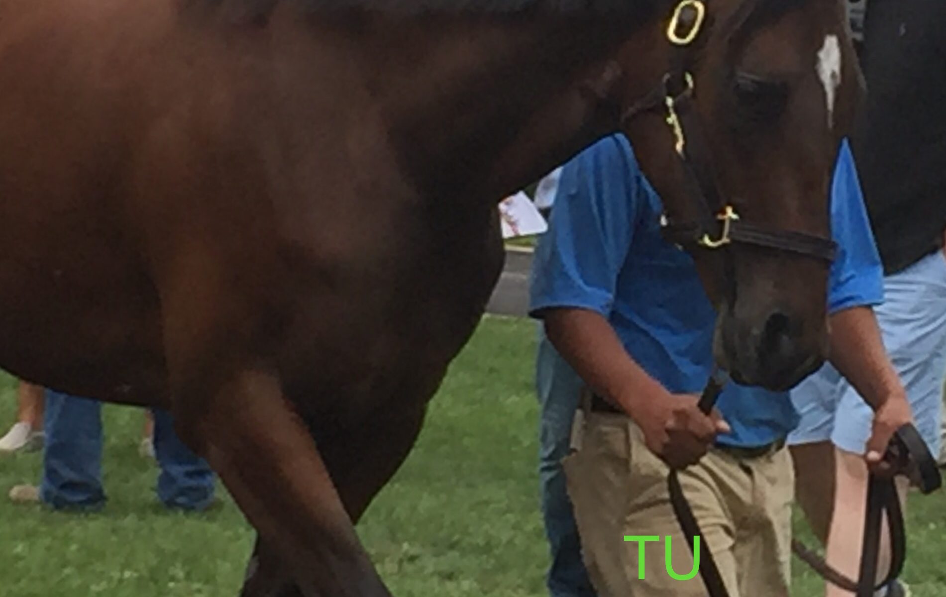 Hip 290 was a million dollar baby! Yearling filly by Medaglia d'Oro. Her dam is Hung the Moon.