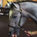 He's Has Enough and Berlin Beuty made quite the beautiful colt..