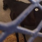 Hip 194, a yearling colt to Orb and Aurora Prospect fetched $310K.