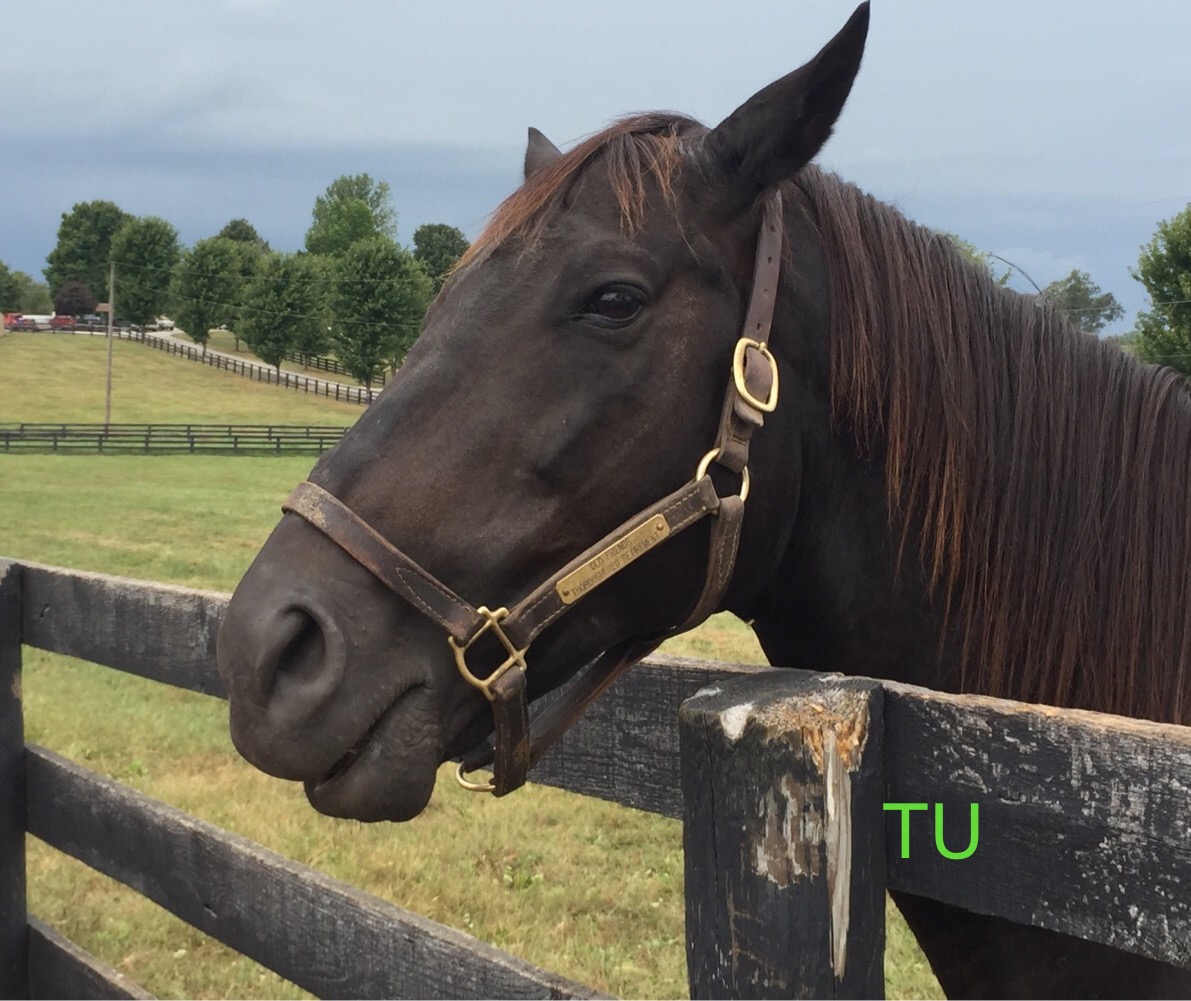 Gulch, 1986 Hopeful Stakes winner.