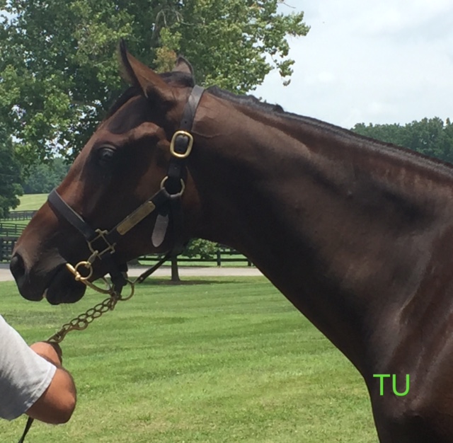 Tapit-Colonial Flag filly at Gainesway Farm