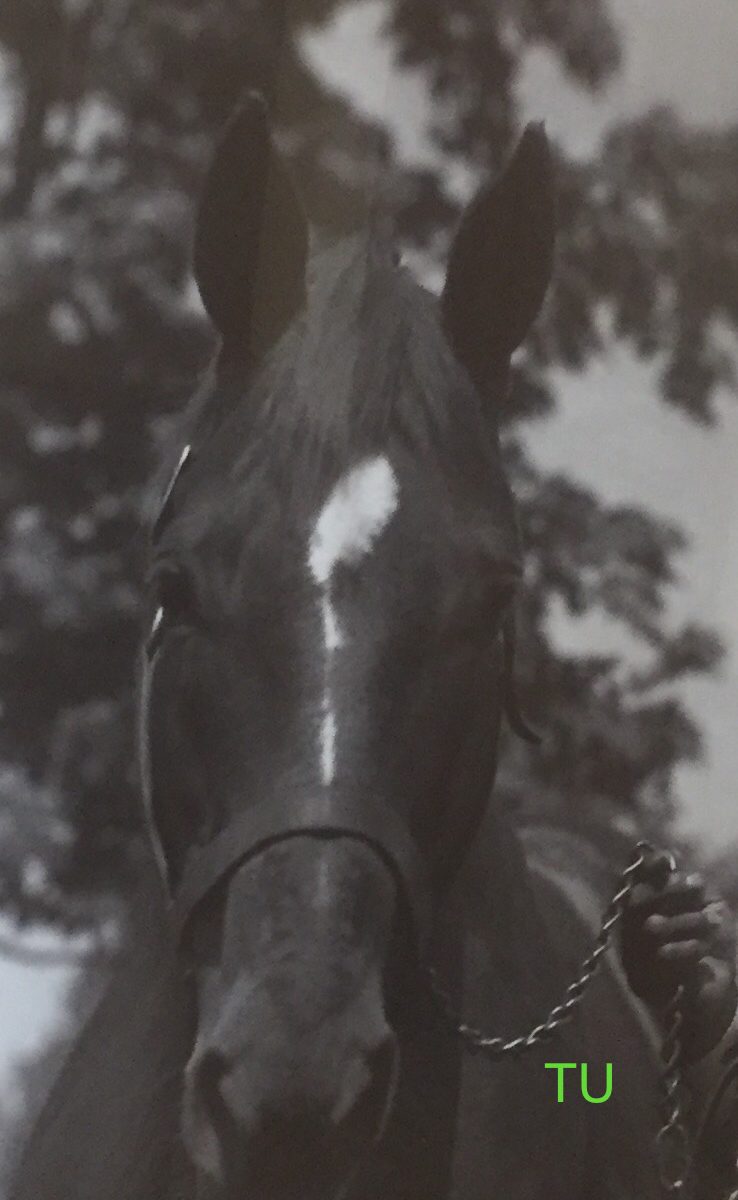 Man o' War, photograph by Bert Clark Thayer