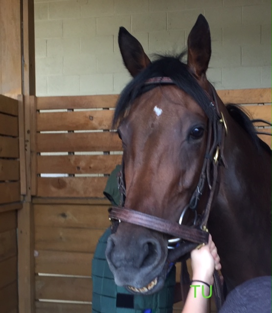 Titled, in the paddock at Belterra Park