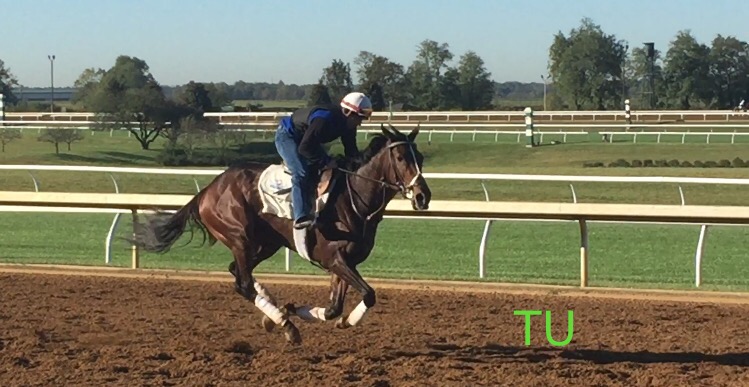 Daddys Lil Darling exercises at Keeneland
