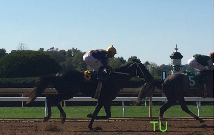 Cause to Action, trained by Steve Asmussen, races in a maiden at Keeneland.