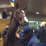 Sing Lady Sing at Fasig-Tipton