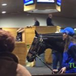 Tepin at Fasig-Tipton
