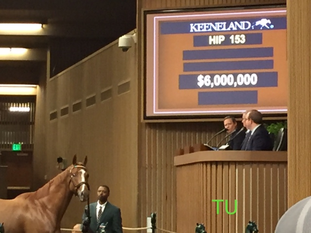 Stellar Wind, sales topper at the 2017 Keeneland November Breeding Stock Sale