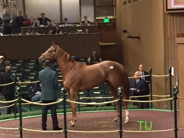 Stellar Wind looks like every penny of her $6 million dollar purchase price