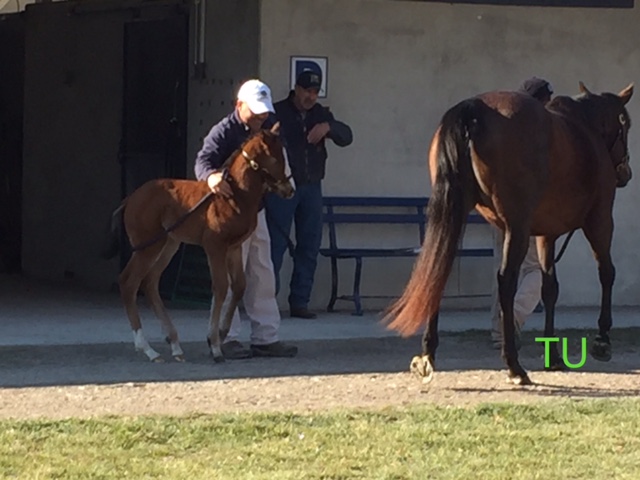 A newborn foal at the Fasig-Tipton Kentucky Winter Mixed Sale