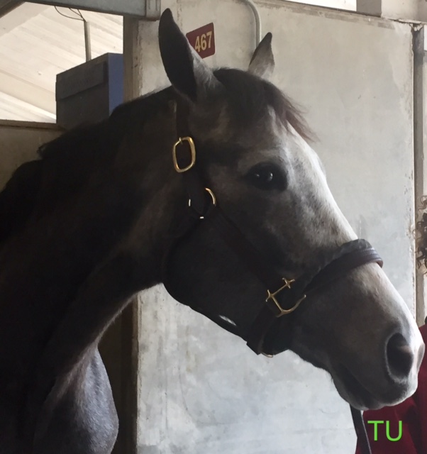 Sunday Gravy, hip 467, was busy with requests to be shown ahead of the Fasig-Tipton Kentucky Winter Mixed Sale.