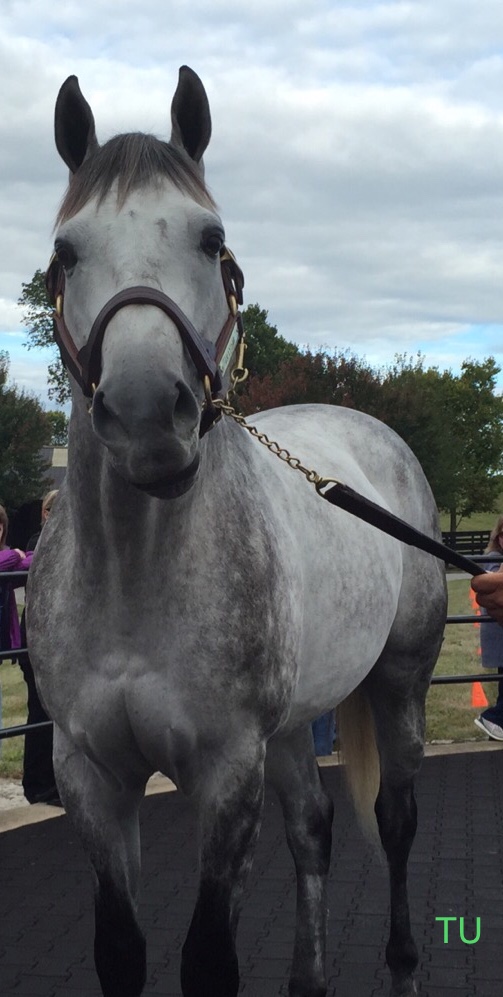 Graydar looks great for fan day at Taylor Made Farm
