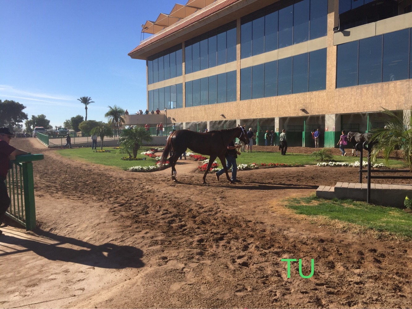 Peppy Miller, one of Eikleberry’s top performers, circles in the Turf Paradise paddock.