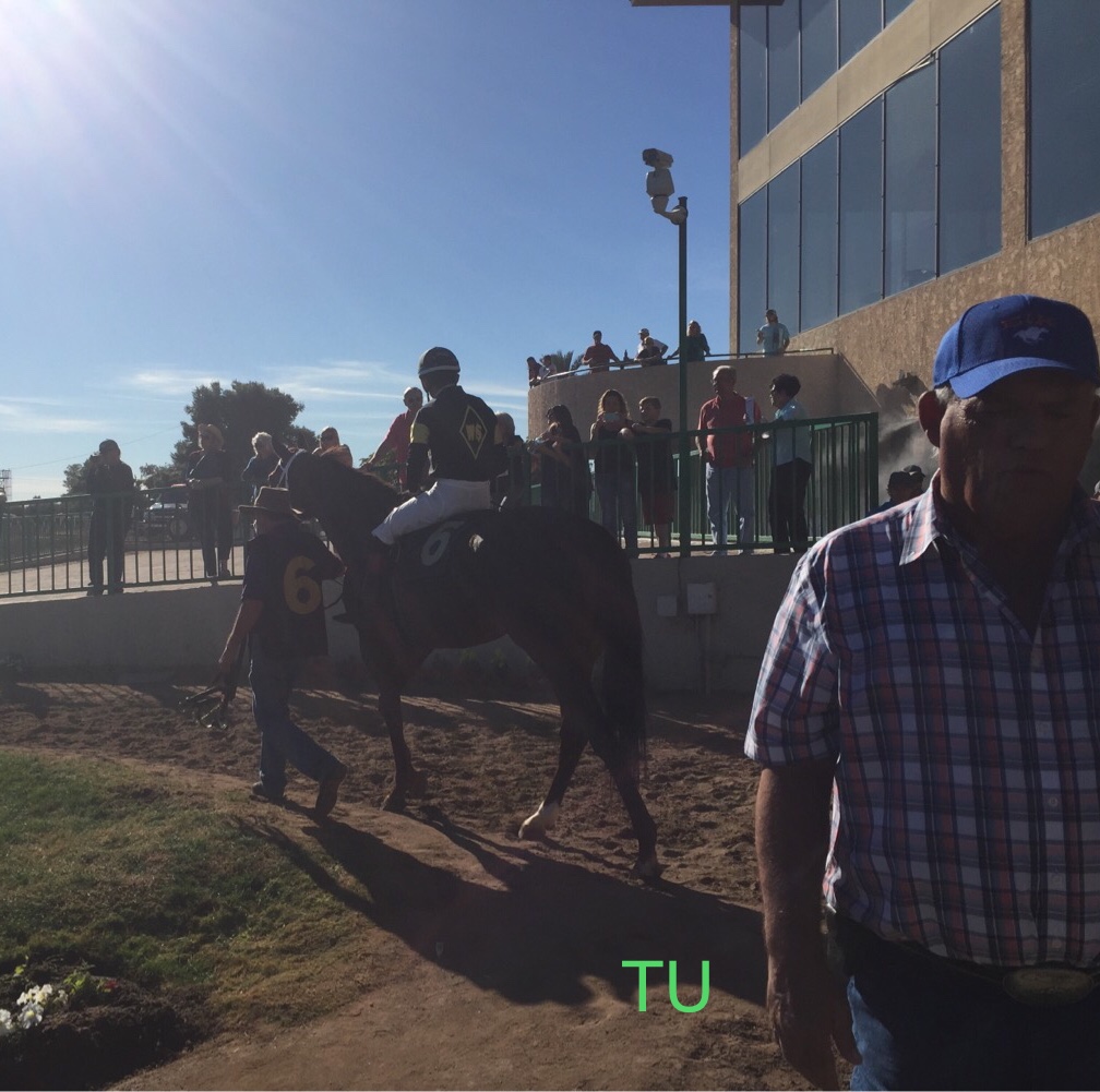 Eikleberry is cool,calm and collected as once of his top horses, Peppy Miller, walks the paddock at Turf Paradise.