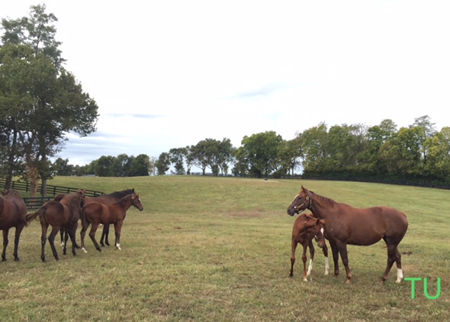 Loving mares watch over their foals in a pasture at Taylor Made Farm.