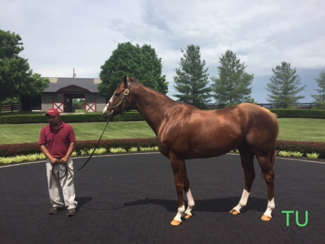 California Chrome strikes a regal pose in front of his barn.