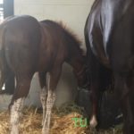 Sixtyfivenorth and her filly sired by California Chrome enjoying meal time.