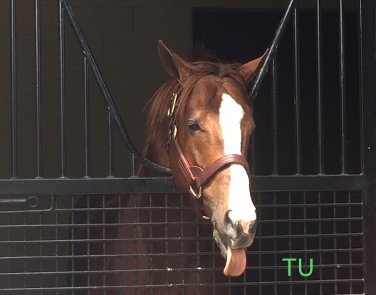 Feeling playful, California Chrome licks his chops, hoping for cookies.