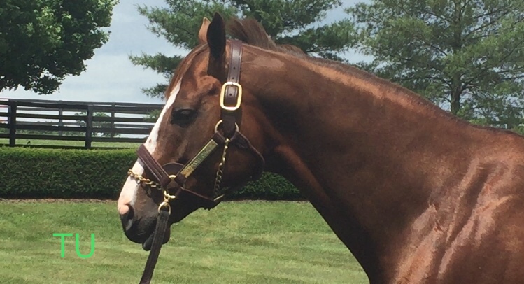 California Chrome Pedigree Chart