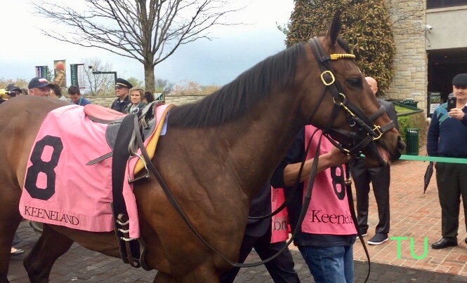 Lady Aurelia at Keeneland this past Spring raced at Royal Ascot for a third time.