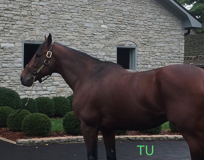 American Pharoah stands at Coolmore America, Ashford Stud in Versailles, KY.