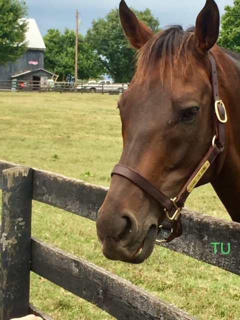 Game On Dude, Pacific Classic winner from 2013, enjoys his retirement at Old Friends.