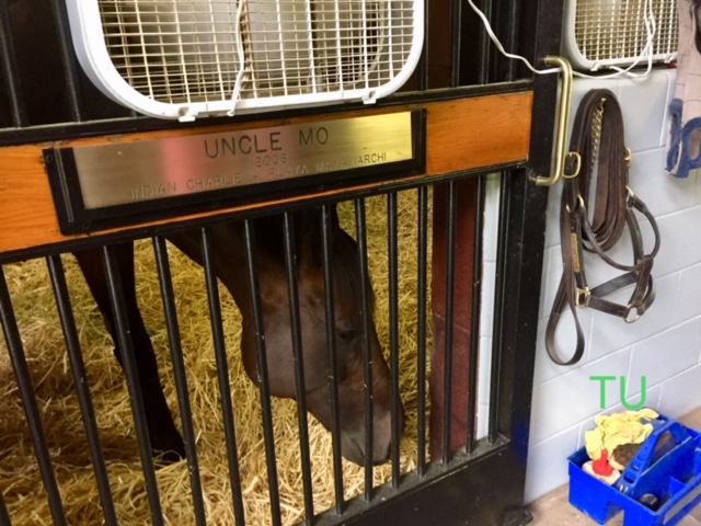 Uncle Mo in his stall at Coolmore's Ashford Stud.