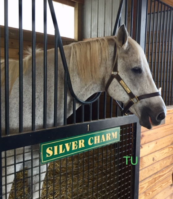 Silver Charm stands out as a favorite at Old Friends Farm!