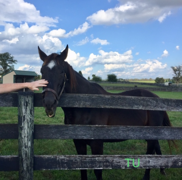 Silver Ray enjoys helping hands at Old Friends Farm!