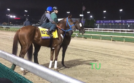 Gunnevera waits to work out at Churchill Downs in preparation on the Breeders' Cup.