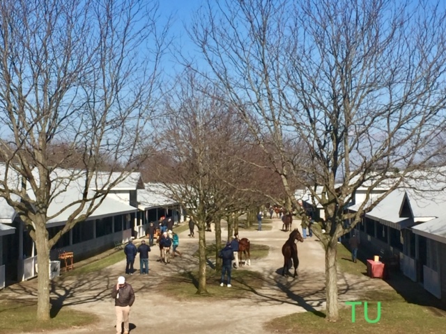 The paddocks are bustling at Keeneland's January Sale.