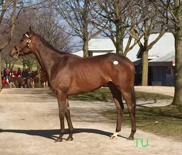 Fatale Bere was added to the sale as a supplement. She found herself fetching the third highest price of day 1 at Keeneland's January Sale.
