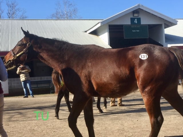 A bay colt out of Secret Return and sired by Street Sense fetched the 10th highest price at the Keeneland January Sale.