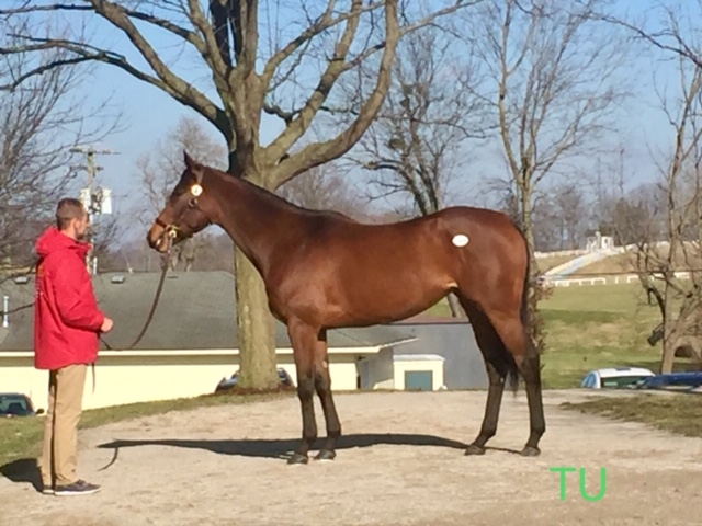 Abel Tasman sold for a record breaking $5 million dollars at Keeneland's January Sale!