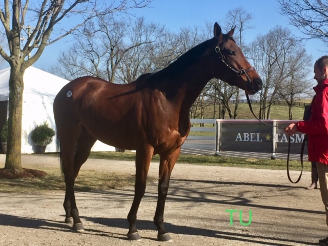 Abel Tasman added another title to her list of achievements when she broke a sales record at Keeneland January Sale.