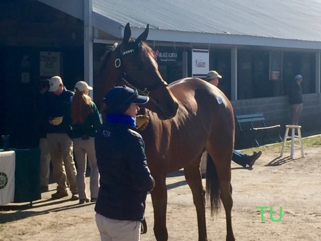 Fatale Bere was added to the sale as a supplement. She found herself fetching the third highest price of day 1 at Keeneland's January Sale.