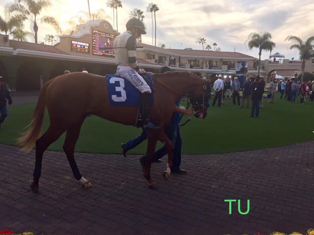 Mucho Gusto, winner at Del Mar!