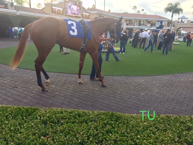 Mucho Gusto, winner at Del Mar!