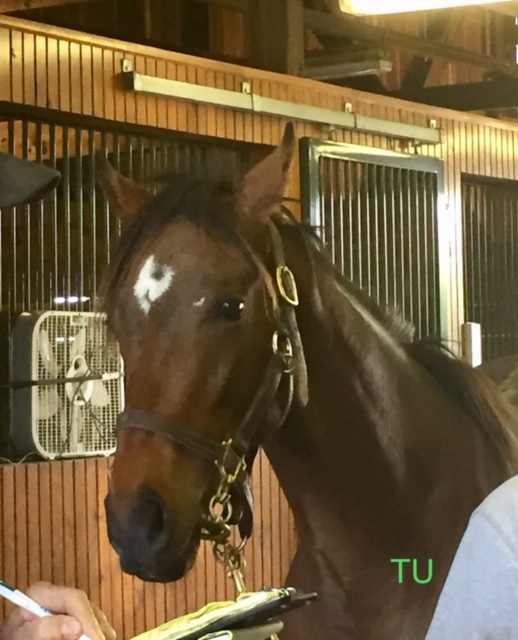 Bourbon War at home in Kentucky as a yearling.