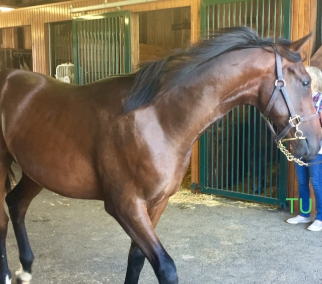 Lookout Preakness!  Here comes Bourbon War!