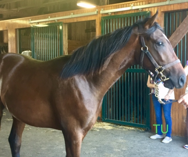 Checking out Bourbon War in his yearling days.