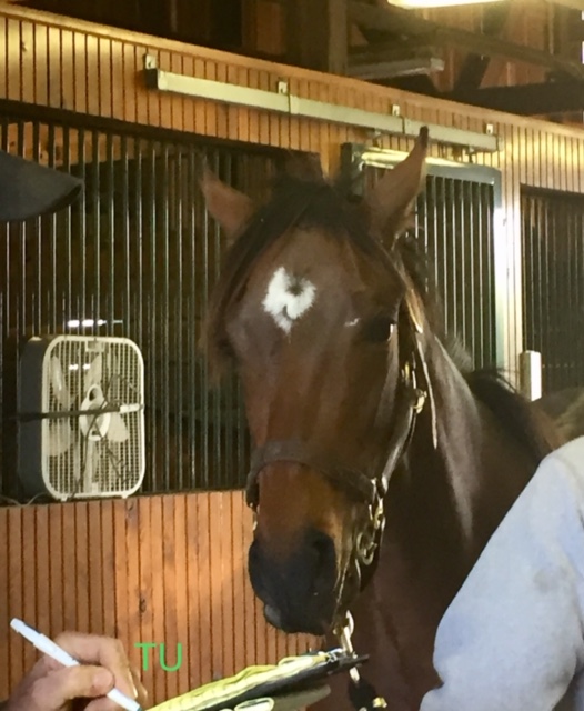 Bourbon War was a good boy for his regular farrier visit.