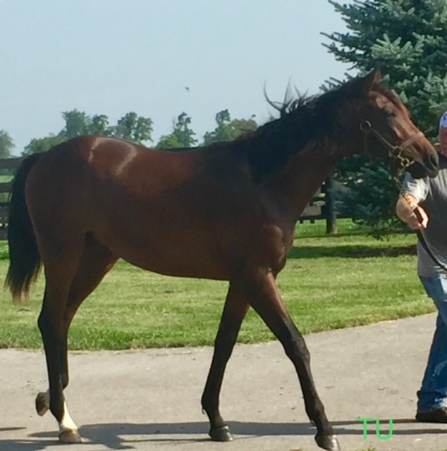 Bourbon War at home in Kentucky as a yearling.