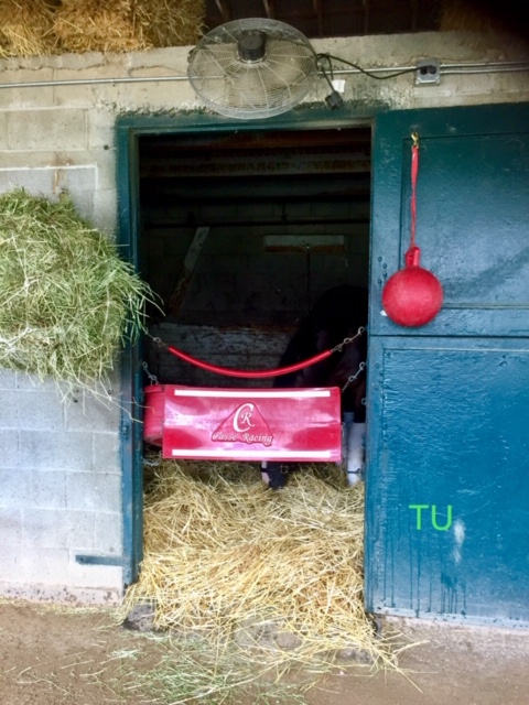 All of the comforts, a fan blows as War of Will relaxes with plenty of hay, straw and a ball!
